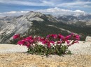 05_Penstemon-newberryi-Yosemity-NP-CA_z-Half-Dome